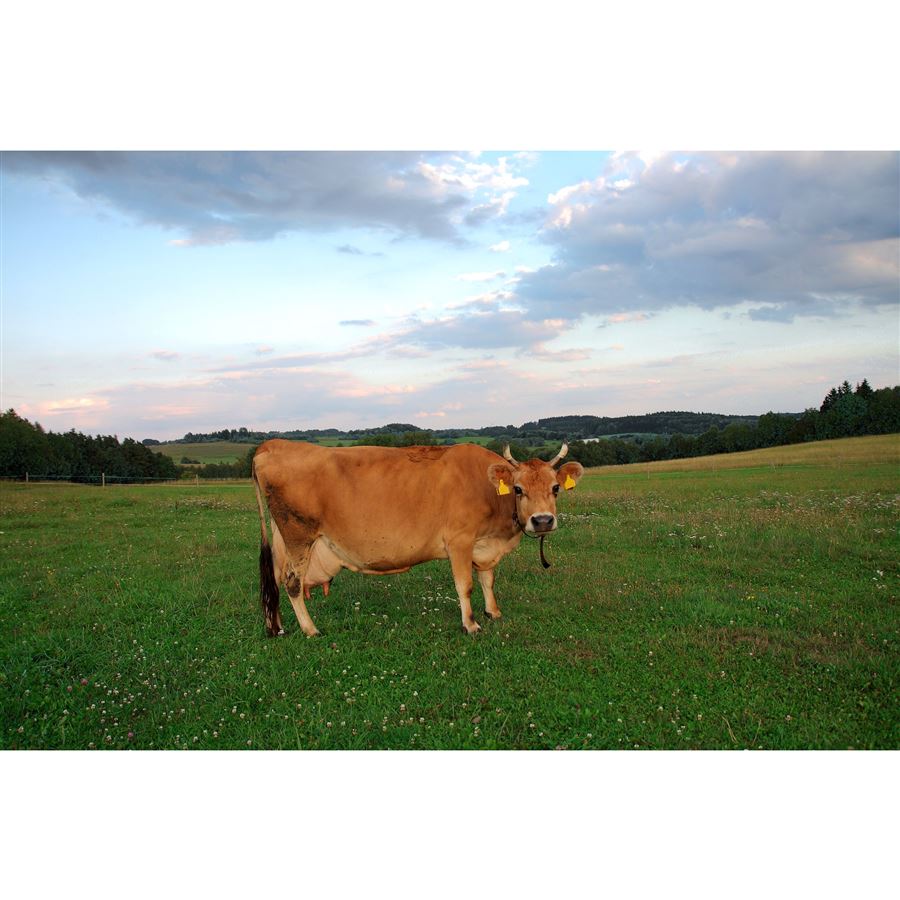 MyoTec 100% Grass Fed Whey 900 g čokoláda