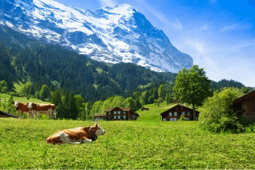 Alpské ghí od Puhdistama je vyráběné z BIO mléka od volně pasoucích se krav živených travou. 