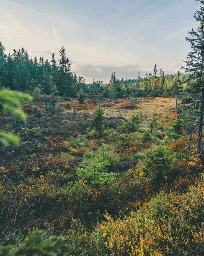 Suroviny pro výrobu Havupuu-uutejuoma se sbírají v čistých Laponských lesích daleko od průmyslového znečištění a osídlení.